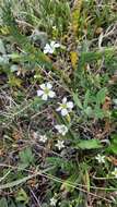 Image of Cherleria circassica (Albov) A. J. Moore & Dillenb.