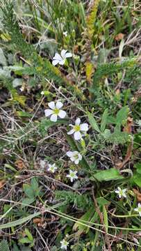 Cherleria circassica (Albov) A. J. Moore & Dillenb.的圖片