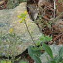 Image of Blumer's draba