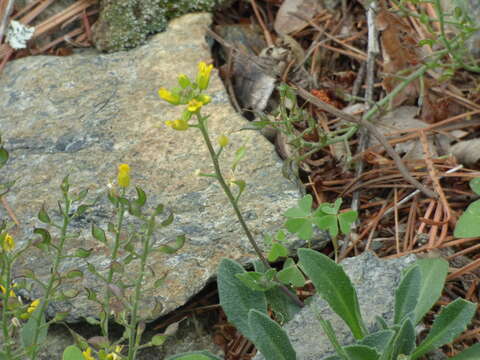 Image of Blumer's draba