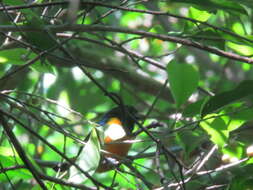 Euphonia rufiventris (Vieillot 1819)的圖片