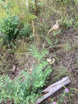 Image of Onobrychis arenaria subsp. sibirica (Besser) P. W. Ball