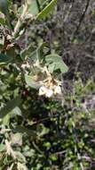 Imagem de Arctostaphylos glandulosa subsp. mollis (J. E. Adams) P. V. Wells