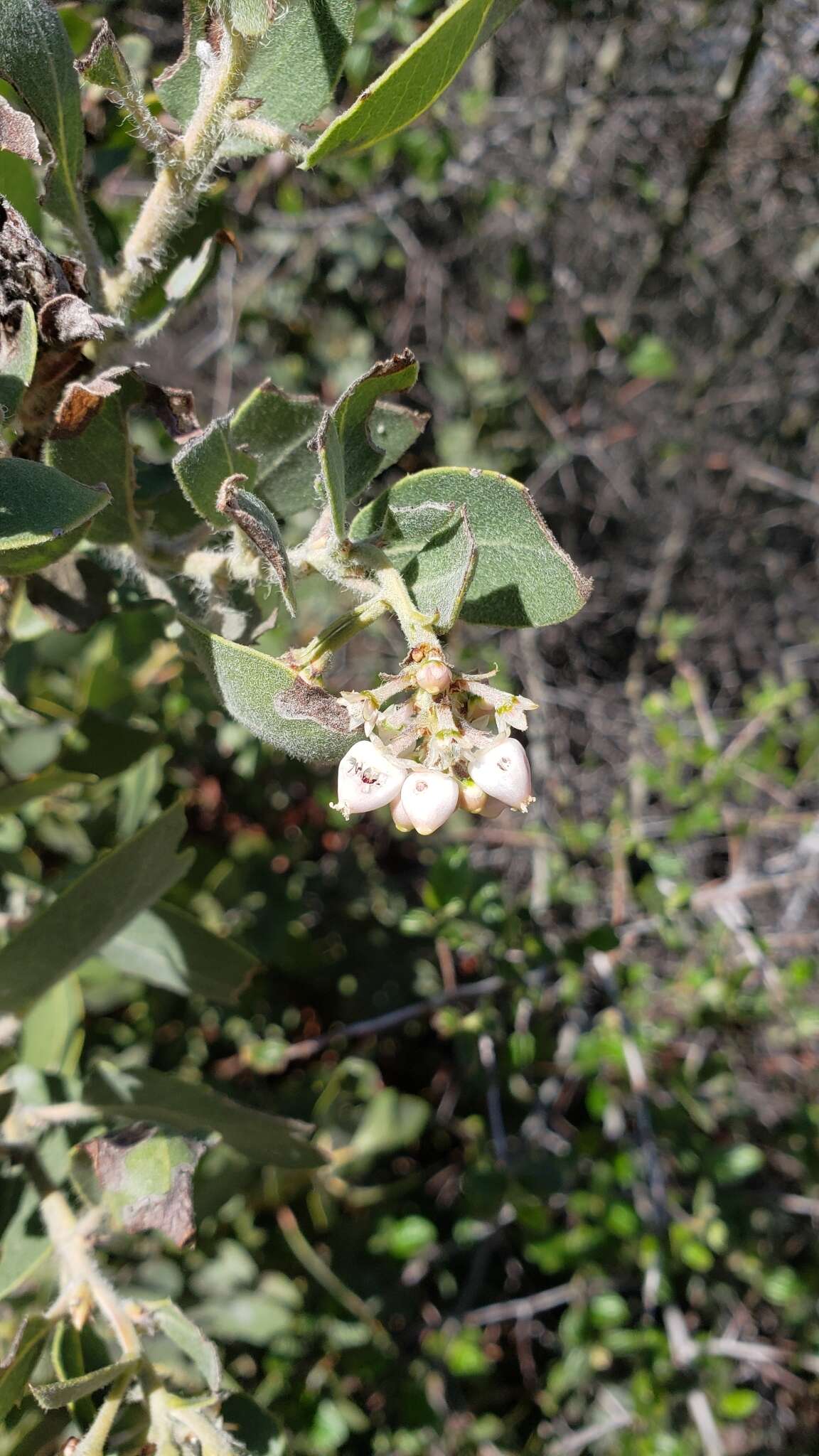 Imagem de Arctostaphylos glandulosa subsp. mollis (J. E. Adams) P. V. Wells