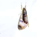 Image of Sarbanissa longipennis Walker 1865