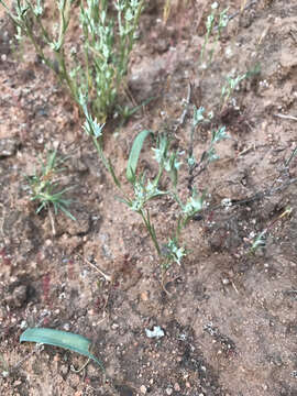 Image of Narrow-leaved cudweed