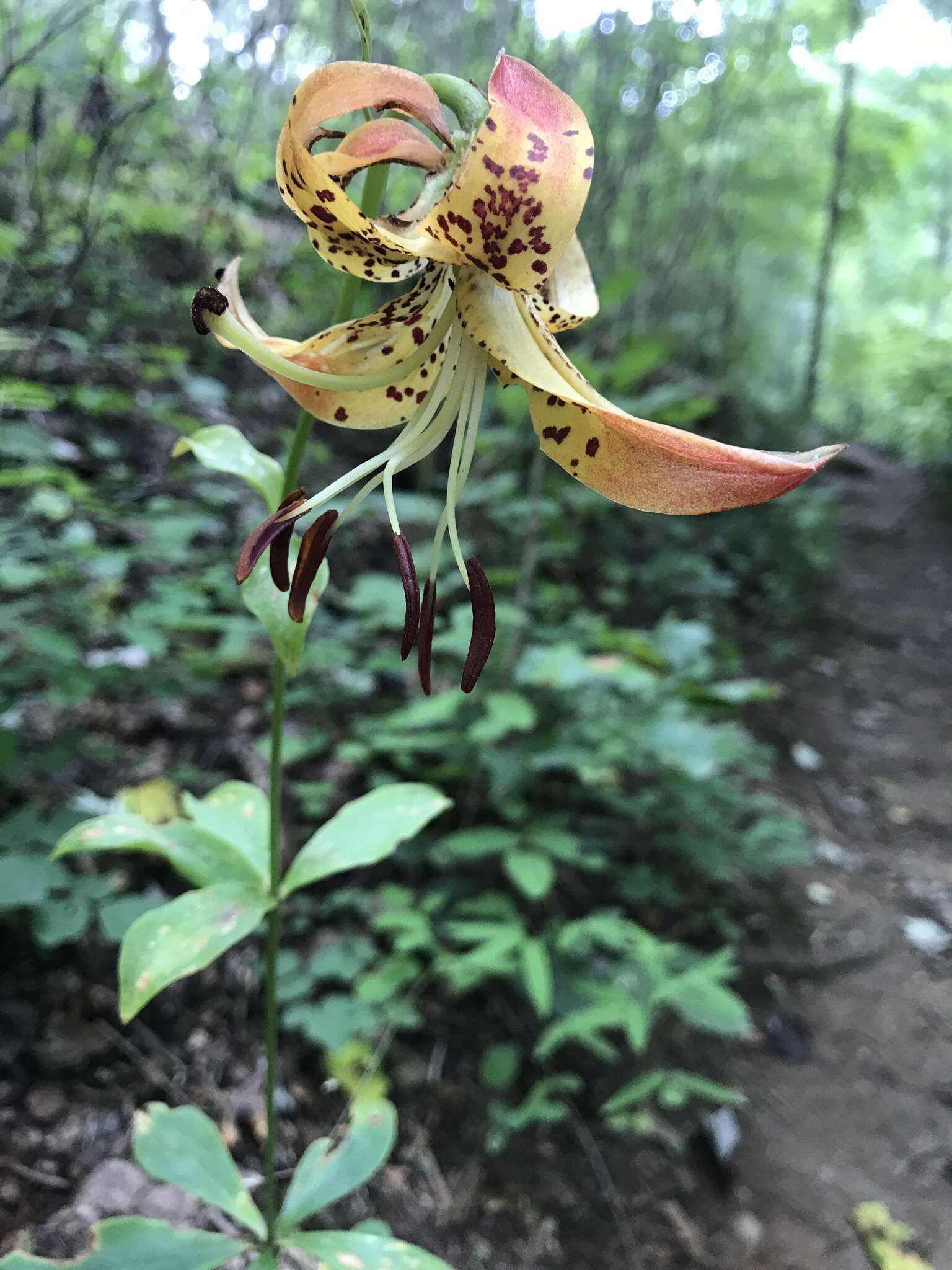 Lilium michauxii Poir. resmi