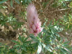 Image of Ebenus