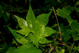 Image of Ceratiosicyos laevis (Thunb.) A. Meeuse