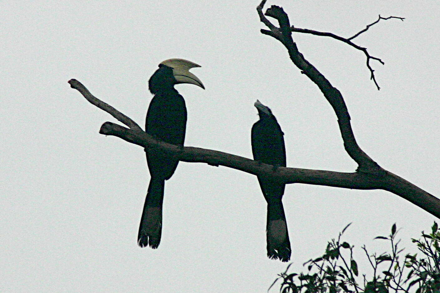 Image of Black Hornbill