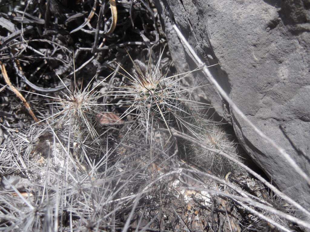 Image of Echinocereus parkeri subsp. gonzalezii (N. P. Taylor) N. P. Taylor