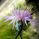 Plancia ëd Centaurea breviceps Iljin