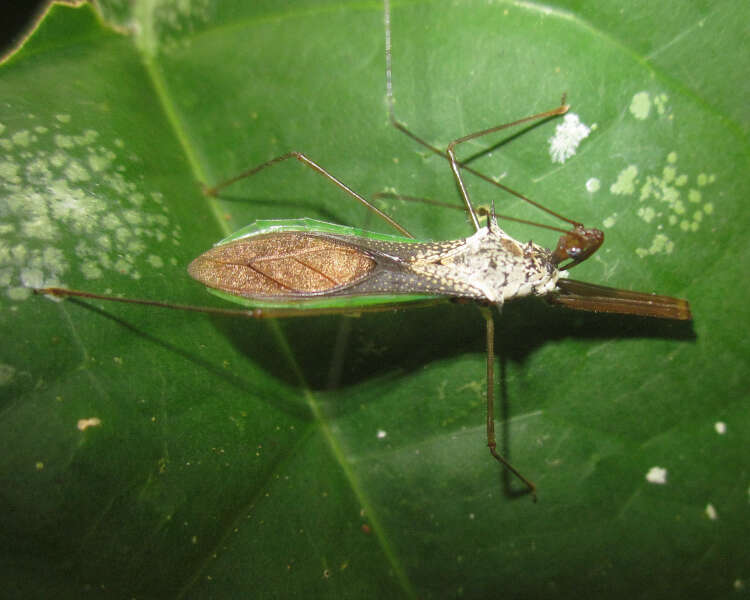 Plancia ëd Heza leucothorax Maldonado 1976