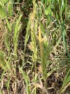 Image of Rostraria azorica S. Hend.