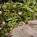 Delosperma lineare L. Bol. resmi