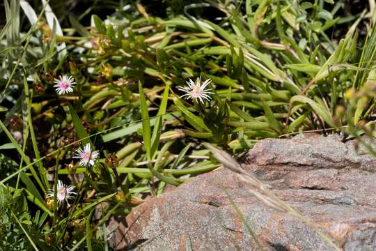 Image of Delosperma lineare L. Bol.