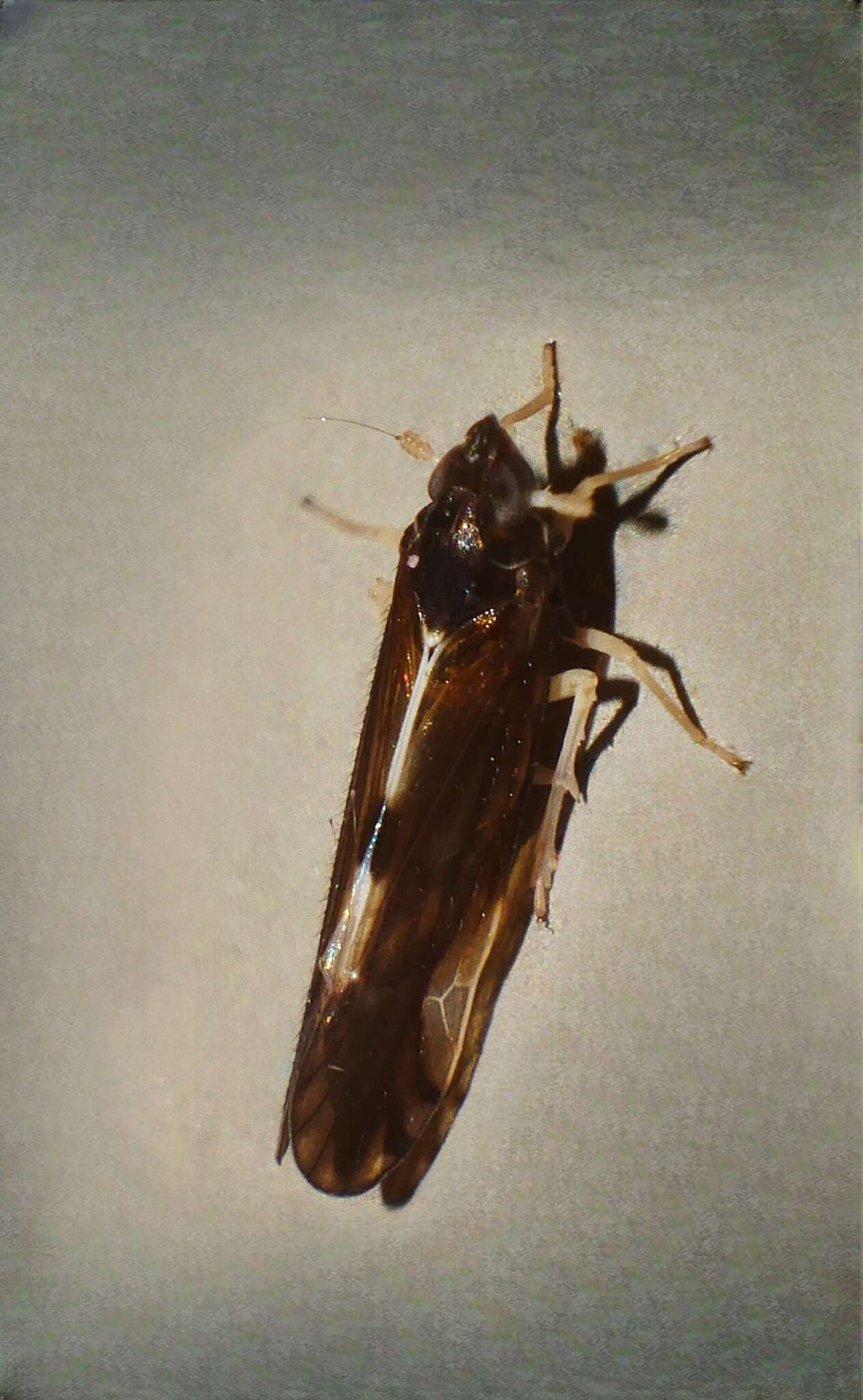 Image of Plant hopper