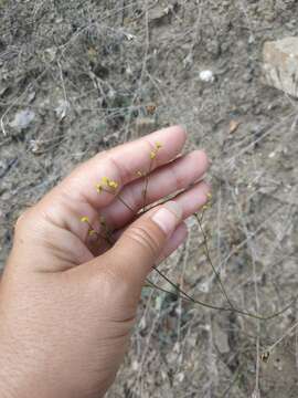 Image of Bupleurum asperuloides Heldr. ex Boiss.