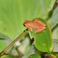 Image of Dendropsophus nanus (Boulenger 1889)