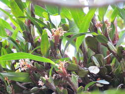 Image of Maxillaria densa Lindl.