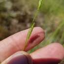 Imagem de Torreyochloa pallida var. pallida