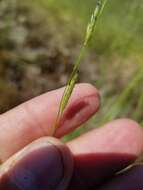 Imagem de Torreyochloa pallida var. pallida