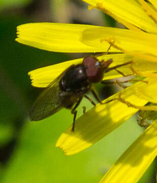 Image of Rhingia nasica Say 1823