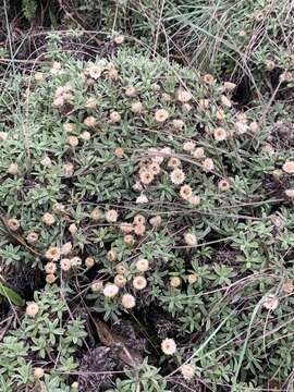 Image of Helichrysum confertifolium Klatt