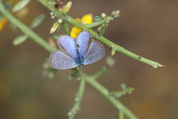 Image of Paphos Blue