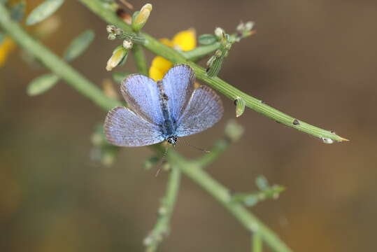 Image of Paphos Blue