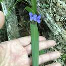 Image de Tradescantia longipes E. S. Anderson & Woodson