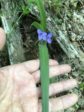 Слика од Tradescantia longipes E. S. Anderson & Woodson