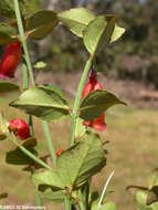 Image of Halleria ligustrifolia Baker