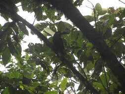 Image of Plate-billed Mountain Toucan