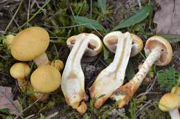 Image of Pholiota pinicola Jacobsson 1986