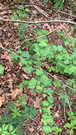 Image de Ribes rotundifolium Michx.