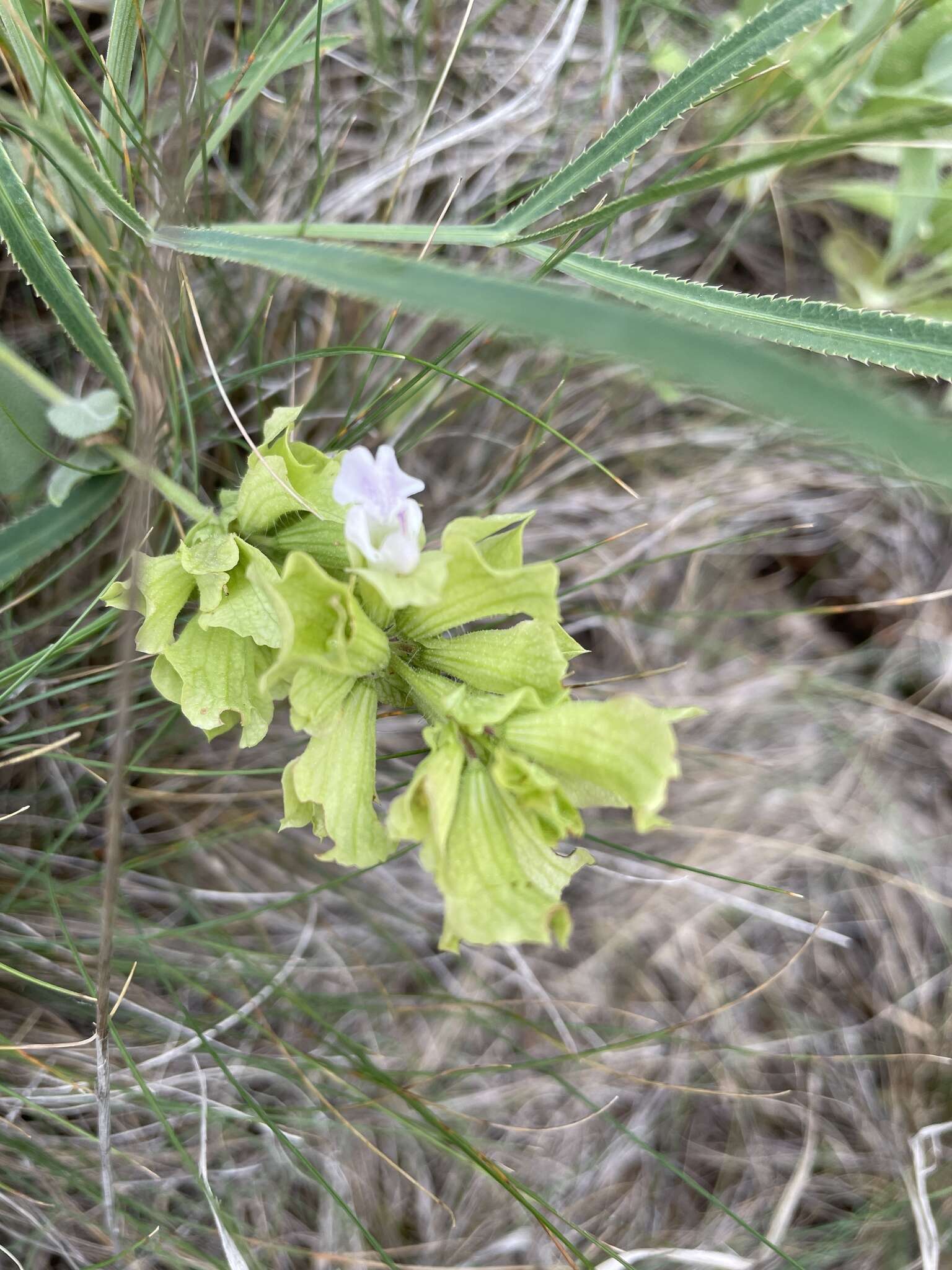Imagem de Salvia absconditiflora Greuter & Burdet