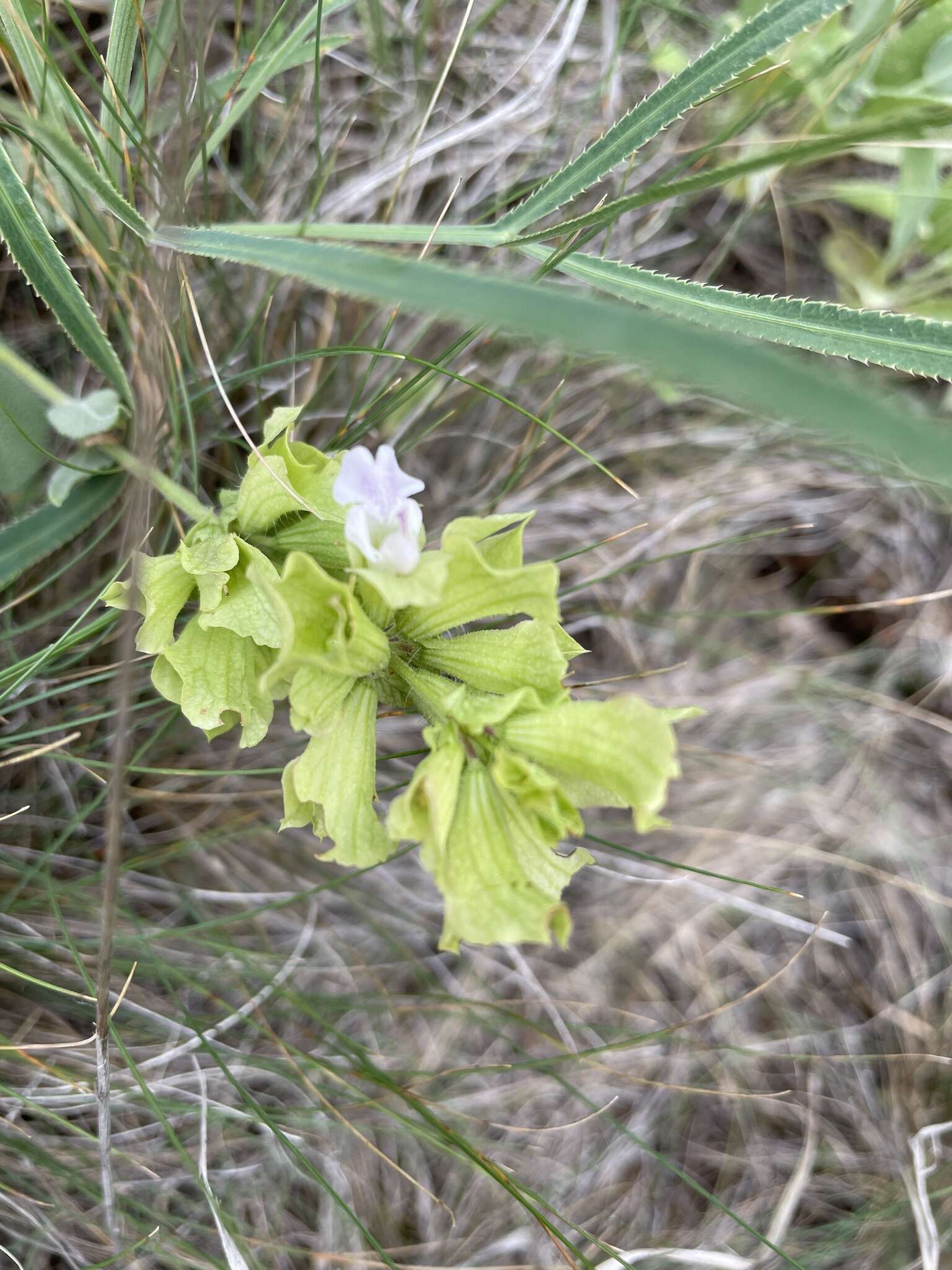 Sivun Salvia absconditiflora Greuter & Burdet kuva