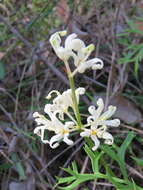 Image of Lomatia silaifolia (Sm.) R. Br.