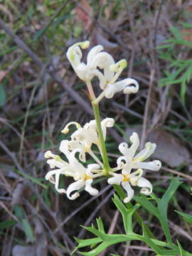 Imagem de Lomatia silaifolia (Sm.) R. Br.