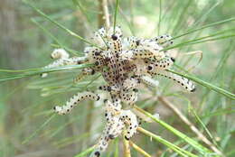 Image of White Pine Sawfly