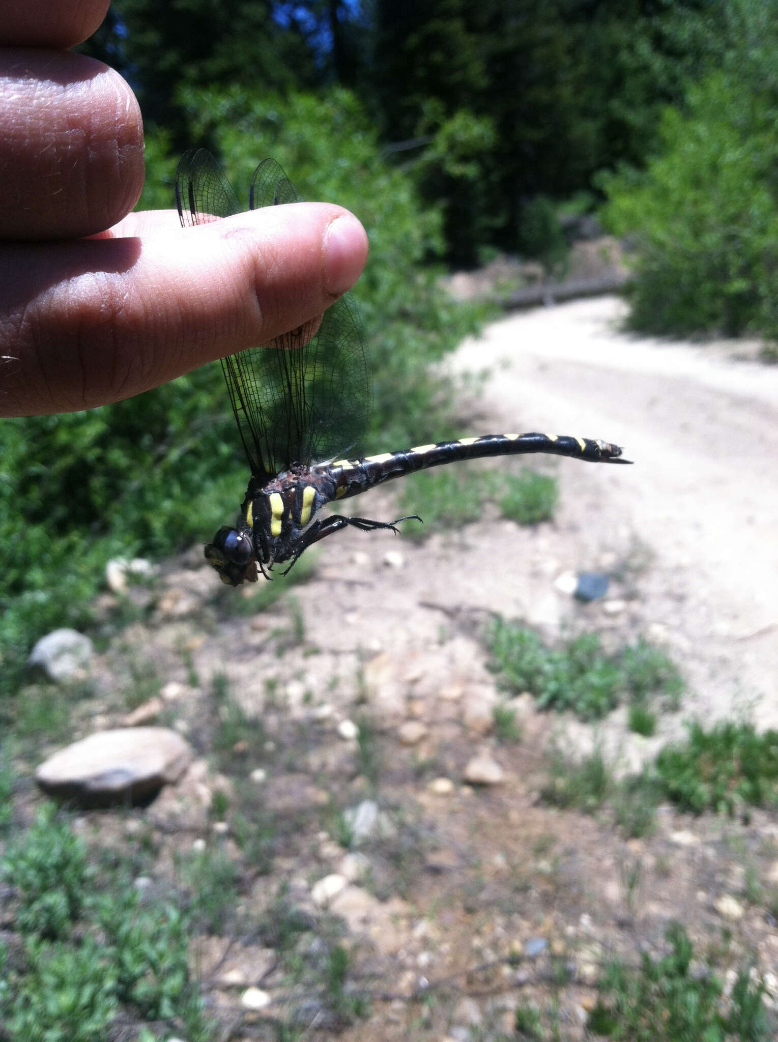 Image of Pacific Spiketail