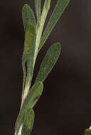 Image of yellow rabbitbrush