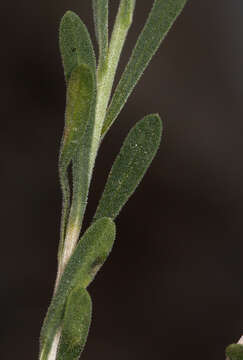 Image de Chrysothamnus viscidiflorus subsp. puberulus (D. C. Eat.) H. M. Hall & Clem.