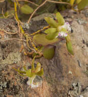 Imagem de Dendrobium pugioniforme A. Cunn. ex Lindl.