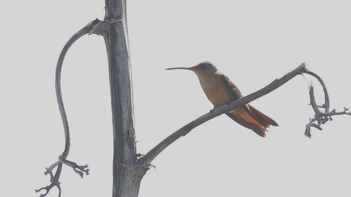 Image of Cinnamon Hummingbird