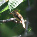 Image of <i>Onychorhynchus coronatus occidentalis</i>