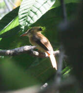 <i>Onychorhynchus coronatus occidentalis</i>的圖片