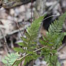 Image de Dryopteris triploidea Wherry