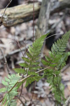 Sivun Dryopteris triploidea Wherry kuva